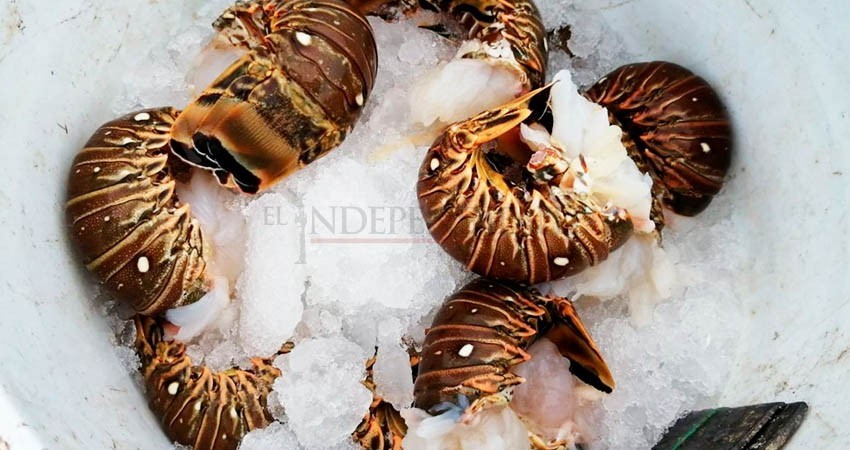 Pide BCS a China que levante restricciones para la exportación de langosta