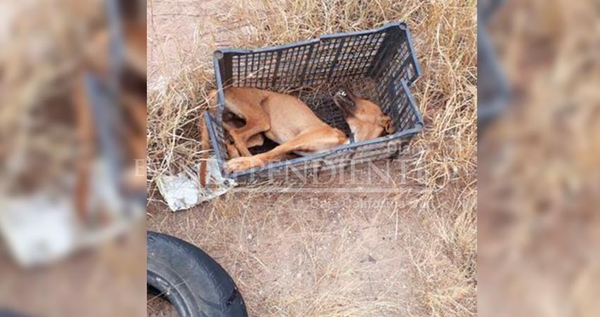 Reportan otro caso de maltrato animal en colonia Calafia de La Paz
