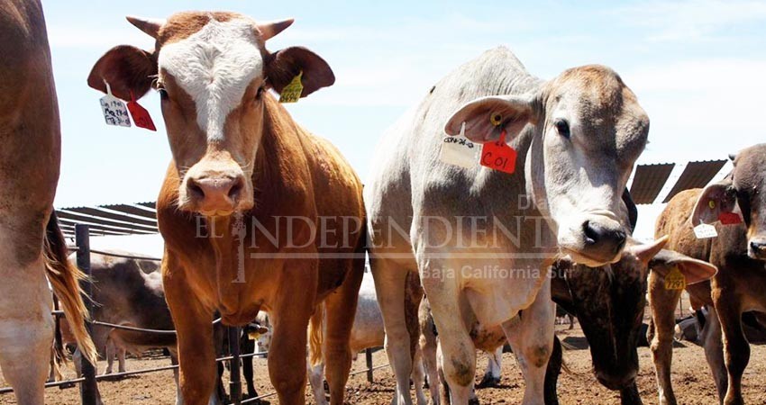 Fortalecen acciones contra el abigeato en BCS: Sepada