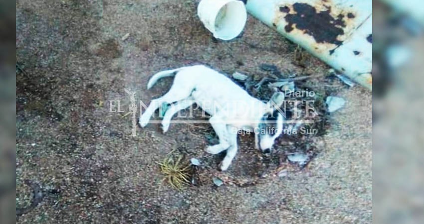 Envenenó a un perro porque le mató una gallina 