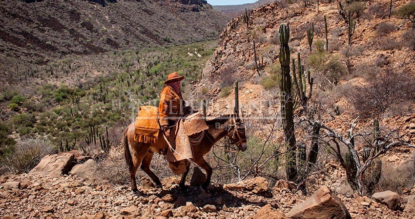 Por iniciar la primera muestra de cine sudcaliforniano