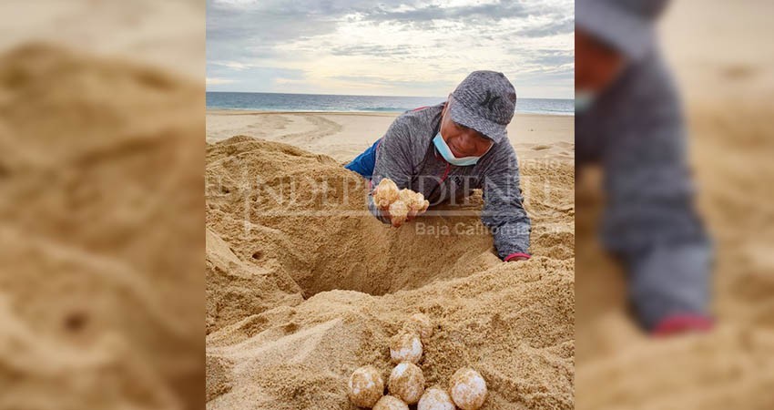 Protegen nido de tortuga laúd, en peligro de extinción, con 58 huevos