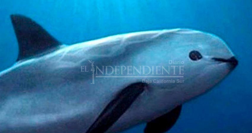 ¡Vaquita marina sufre otro descalabro! Población cayó de 10 a 8 ejemplares