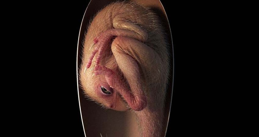 Hallan embrión de dinosaurio perfectamente preservado; estaba cerca de nacer