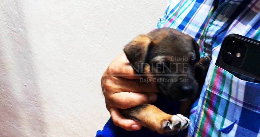 Mascotas no deben ser regalos navideños: PET Los Cabos