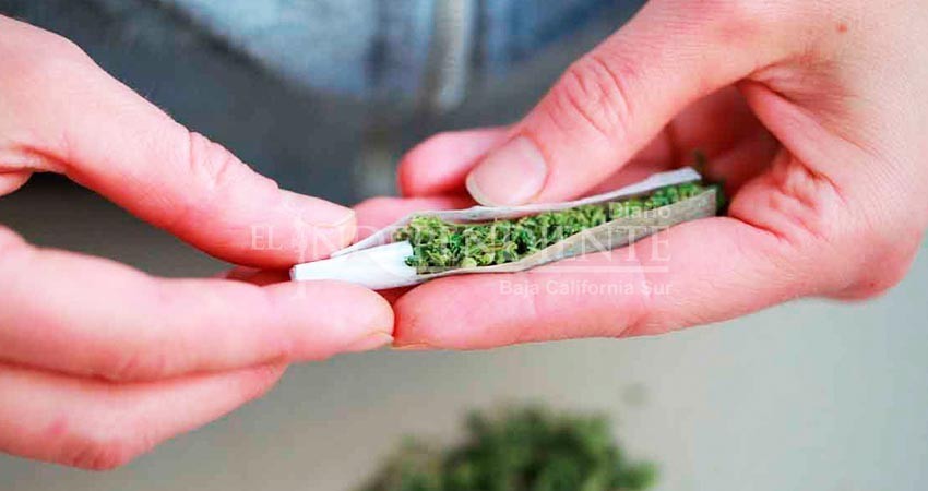 Particulares en BCS han pedido permiso para uso de marihuana: COEPRIS