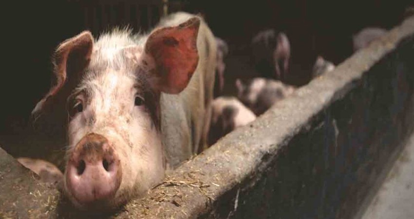 Dos riñones de cerdo son trasplantados por primera vez a una persona