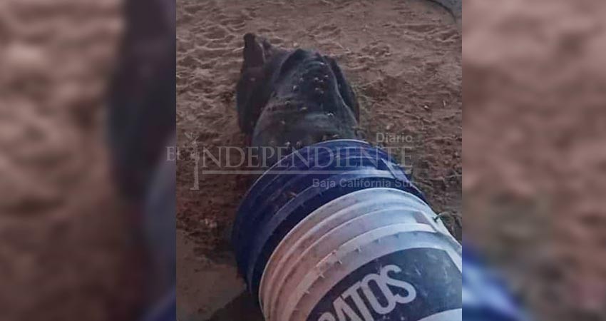 Alertan por enjambres de abejas en campo pesquero de El Vizcaíno 