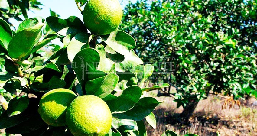 Precio alto y escasez de limón representa oportunidad para que BCS incursione en el mercado: Sepada