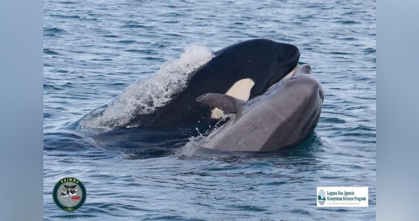 Captan orcas atacando a un Delfin en Laguna de San Ignacio 
