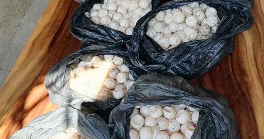 Aseguran más de 3 mil huevos de tortuga ocultos en autobuses de pasajeros