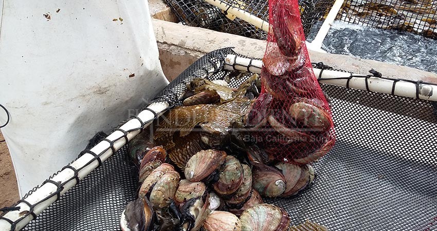 Tras 2 años, se reactiva pesquería de abulón en BCS
