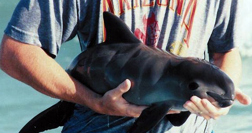 Acusa EU a México de incumplir T-MEC en el tema de la vaquita marina