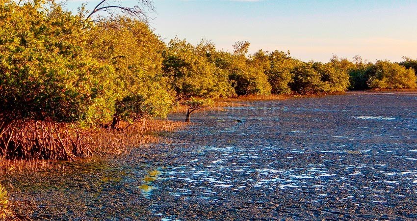 Tras denuncia, suspenden venta de terrenos de El Conchalito: Guardianas