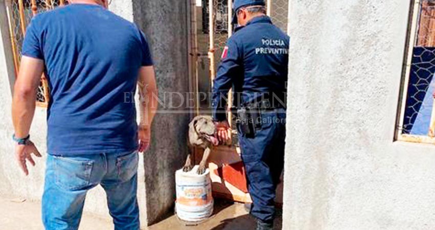 Rescatan perro atorado en reja metálica en Villas del Encanto