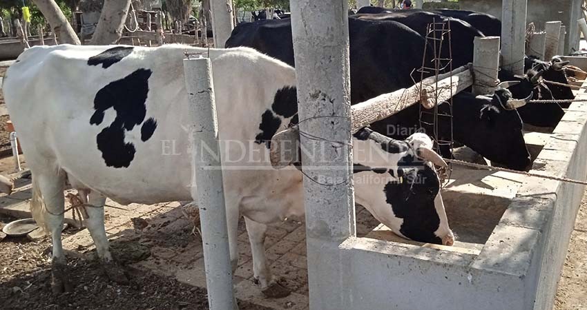 BCS produce anualmente 34 millones de litros de leche