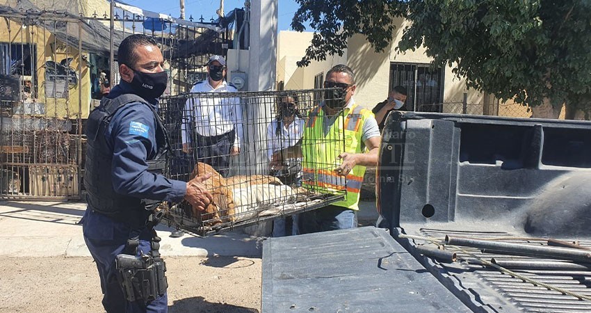 Resguarda CEMAC La Paz a 18 perros en situación de maltrato animal