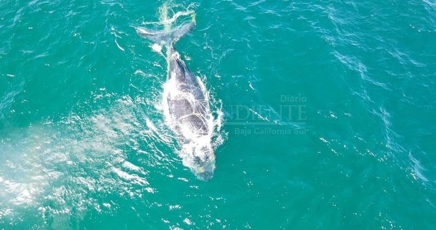 Desenmallan ejemplar ballena jorobada con apoyo de pescadores de Buenavista
