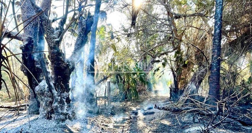 Podrían encenderse de nuevo los palmares de Santiago