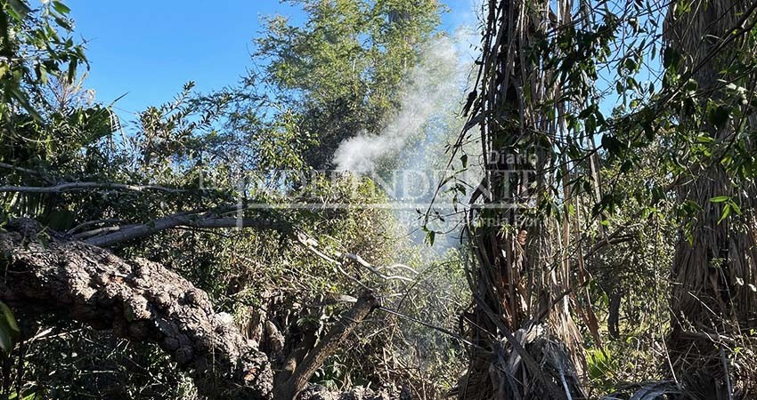 70% del territorio en BCS es forestal, el riesgo de incendios es inminente: CONAFOR