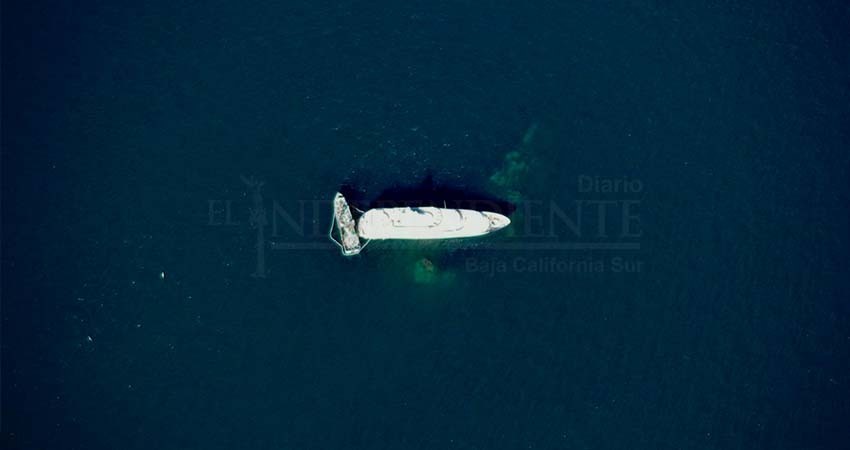 Yate de lujo encallado en Loreto destruyó cabezas de coral en Isla Danzante; lleva 4 días en el lugar