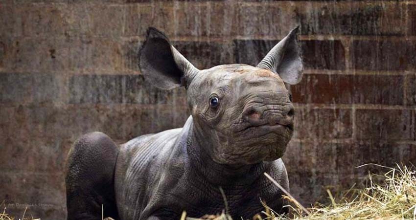 Bautizan a bebé rinoceronte negro como 'Kiev' en honor a Ucrania