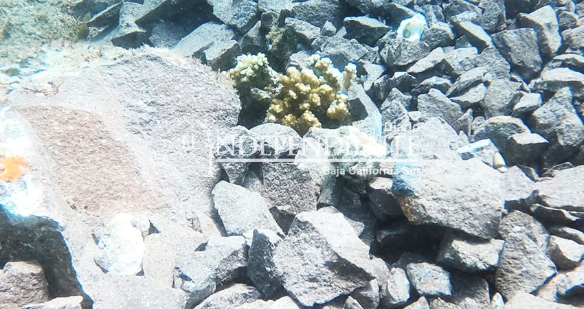 Cuantifica PROFEPA daño por Yate de Lujo en corales protegidos de Isla Danzante