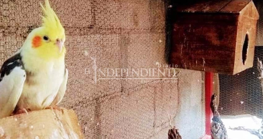 El chiste es robar; sustraen cacatúas de un domicilio