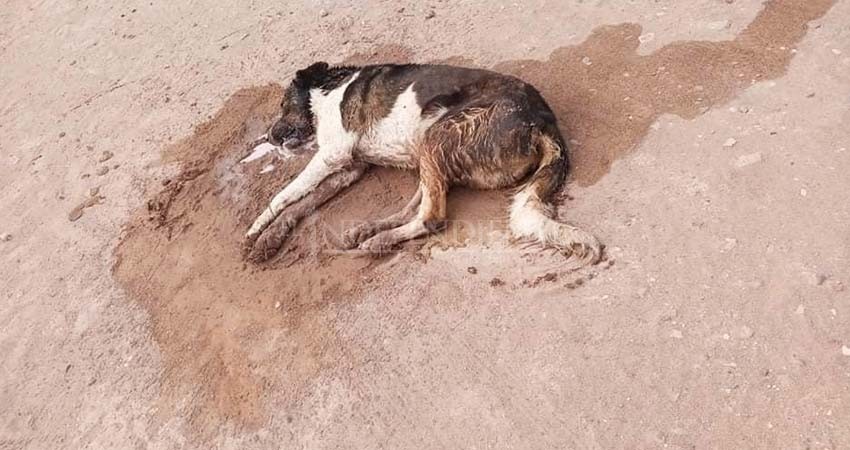 Una crueldad, “aparecen” varios perros envenenados en Ciudad Constitución