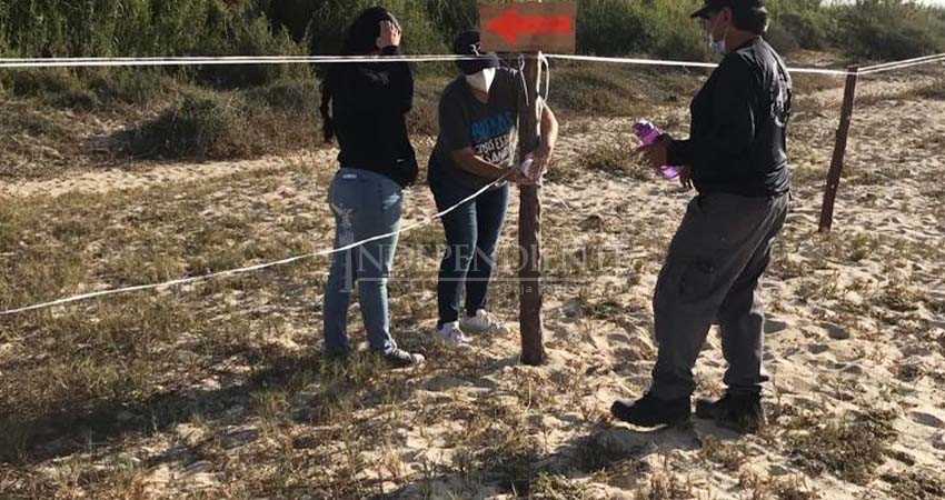 Gobierno de Los de Cabos y Starbucks juntos por la conservación del Gallito Marino