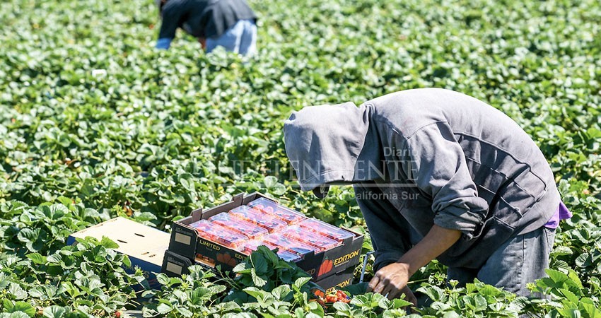 No se han detectado irregularidades graves en campos agrícolas: Mercedes Maciel