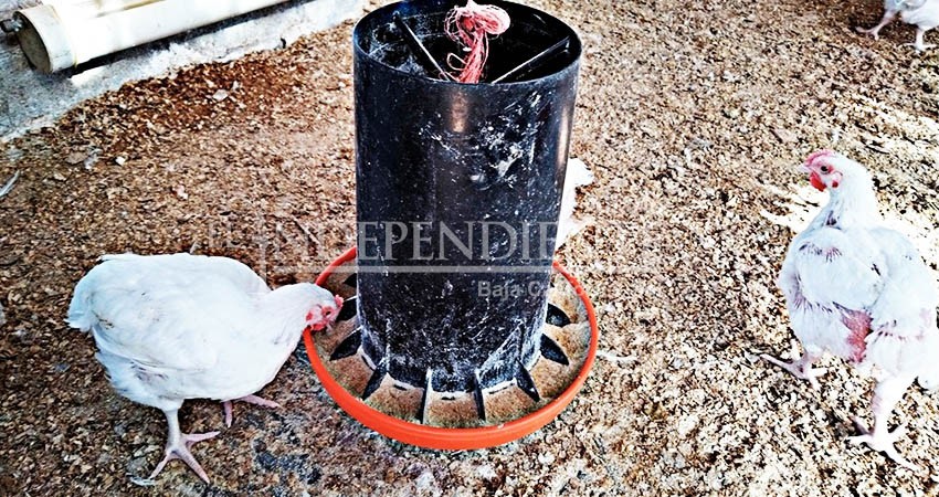 BCS toma medidas ante brote de gripe aviar