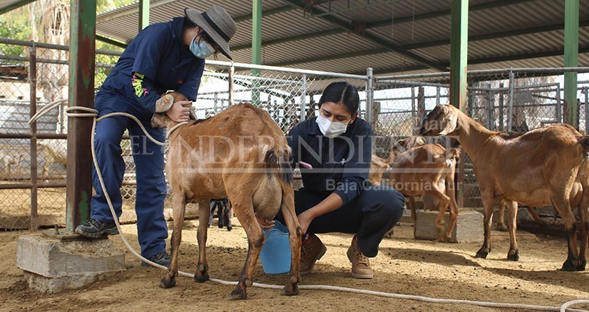 Continúa UABCS evaluando programas educativos con fines de acreditación