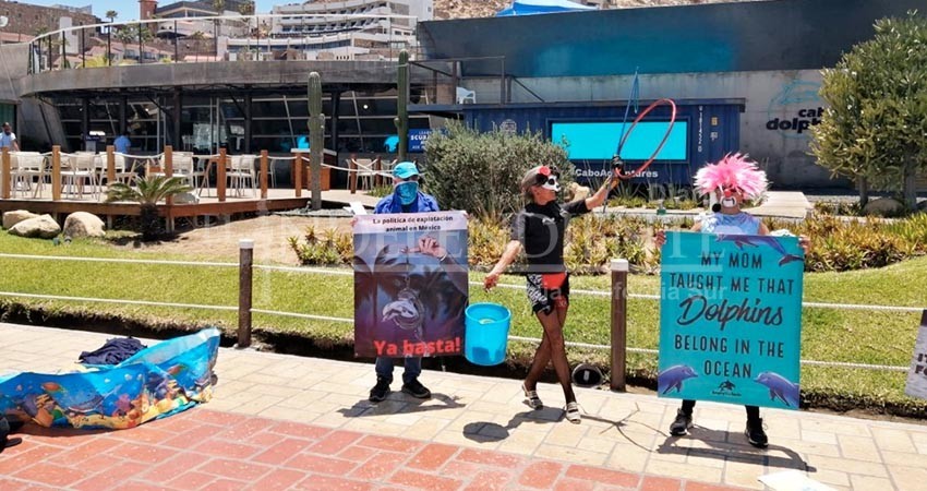 Piden activistas liberación de delfines en CSL