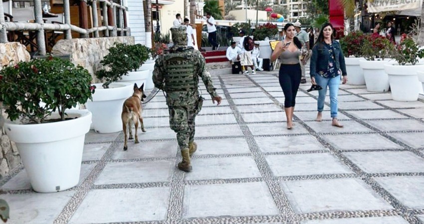 Han sido binomios caninos efectivos en la marina para controlar narcomenudeo