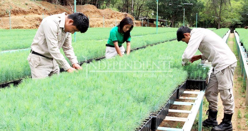 Invita CONAFOR a curso de Técnico Forestal