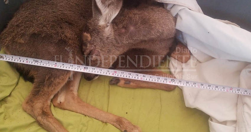 Rescatan cría de venado en Loreto; sospechan que pudo haber bebido agua contaminada