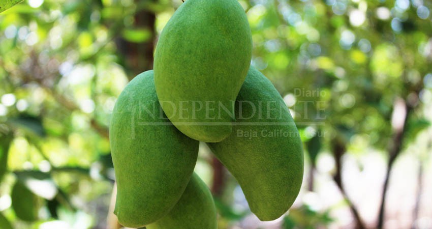 Gobierno estatal  fortalece el combate a la mosca de le fruta con la inversión de más de 2 MDP