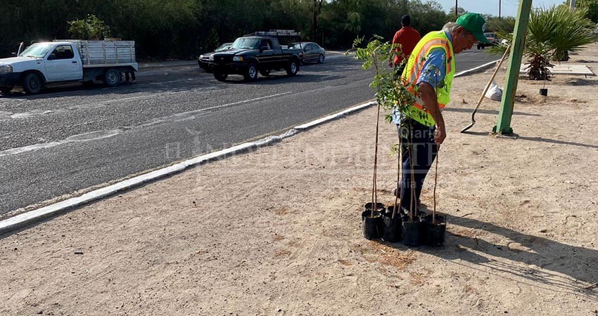 Realiza Servicios Públicos de La Paz acciones de reforestación en Pino Payas
