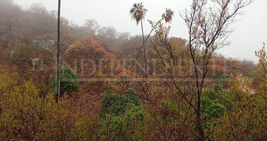 Positivas primeras lluvias de temporada para el sector agropecuario Sudcaliforniano