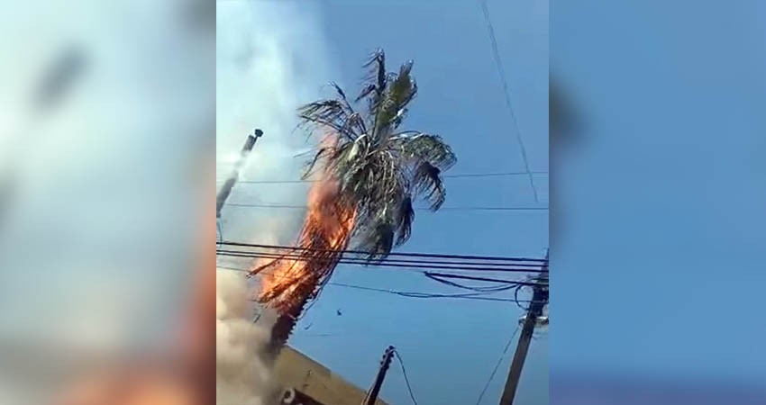 Se incendia palmera en zona turística de CSL; exigen empresarios a FONATUR atención