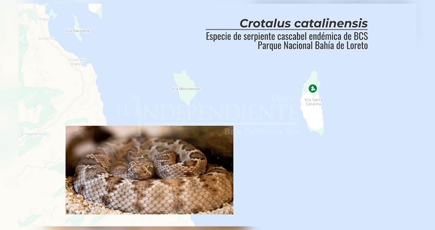 Especies de serpientes importantes para mantener equilibrio ecológico de BCS