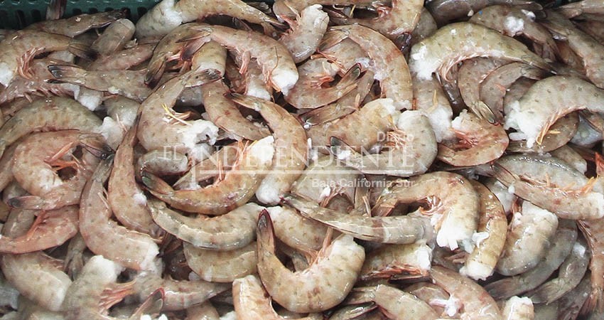 Reitera titular de la SEPADA respetar temporada de veda del camarón