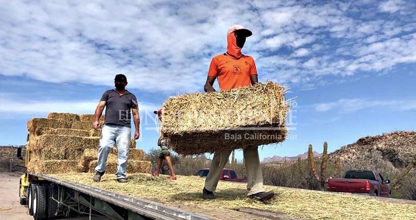 Entrega gobierno estatal más de 8 mil pacas de alfalfa a ganaderos de BCS