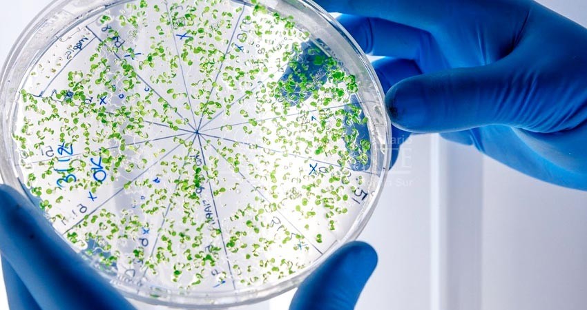 No se han detectado riesgos adicionales de cólera en La Paz: SSA