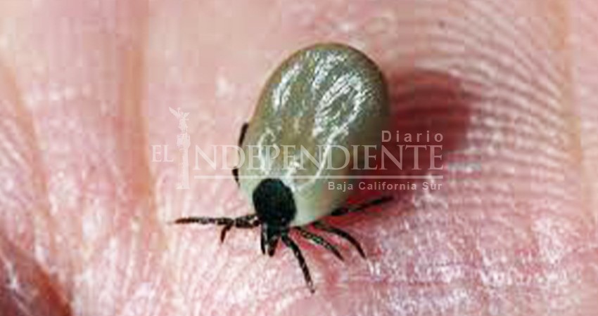 Limpieza, la clave en la prevención de enfermedades transmitidas por garrapatas