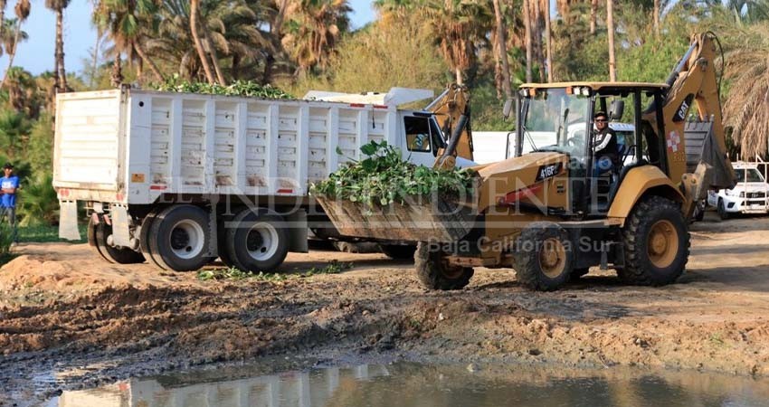 Más de 200 toneladas de lirio acuático se han retirado del Estero en SJC