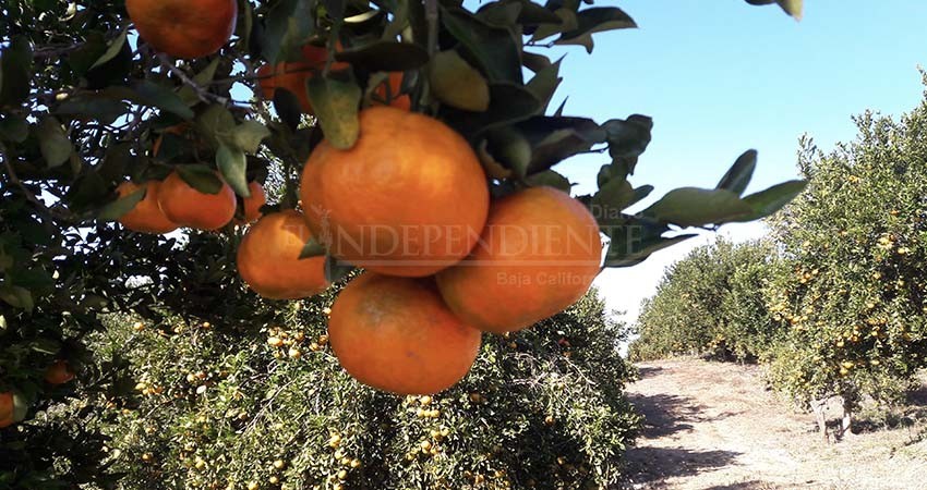 Avanza en BCS plan de emergencia para erradicar la mosca de la fruta