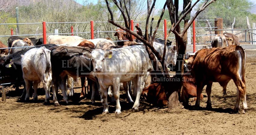 Avanza campaña contra la tuberculosis bovina, más de 11 mil pruebas diagnósticas se han realizado