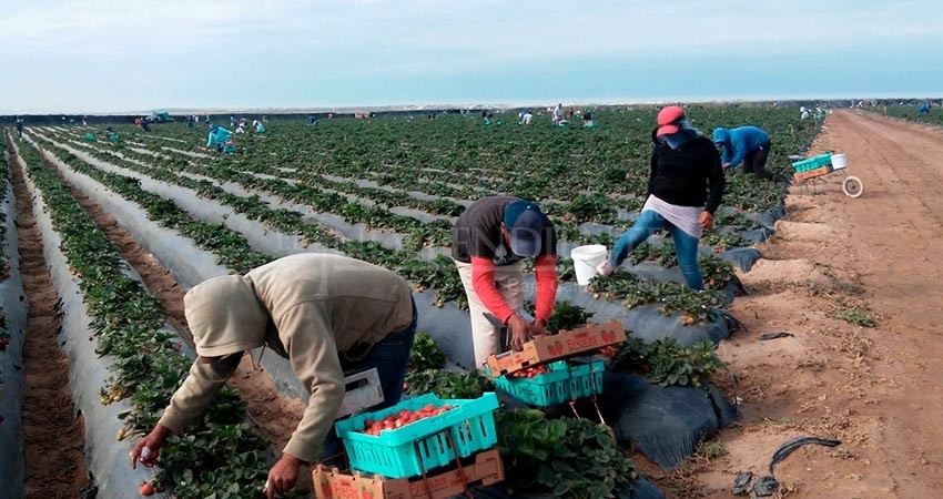 Realizan operativo sorpresa a campos agrícolas del Valle de Vizcaíno